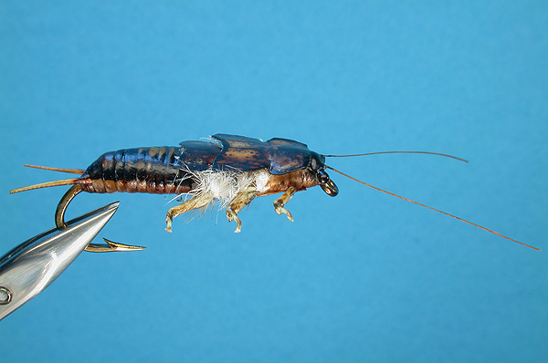 stonefly nymph in water