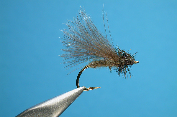 CDC Sedge