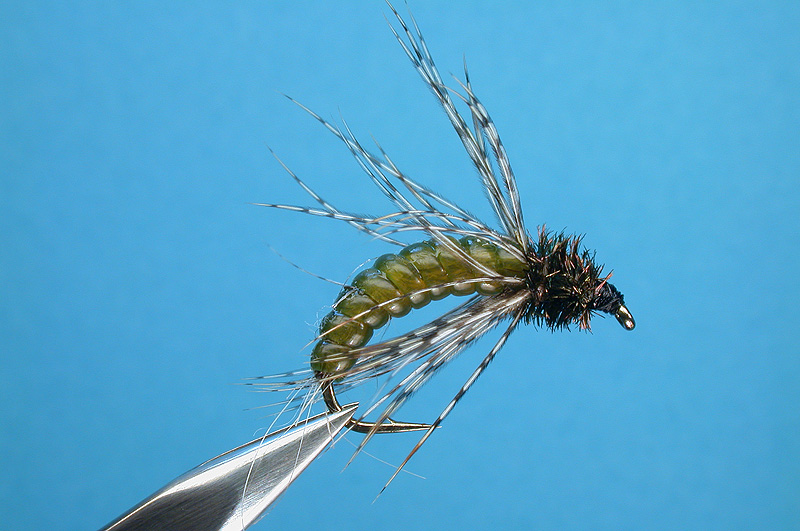 V Caddis