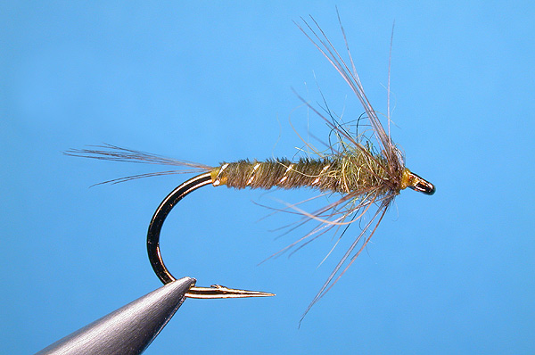 Medium Olive Nymph