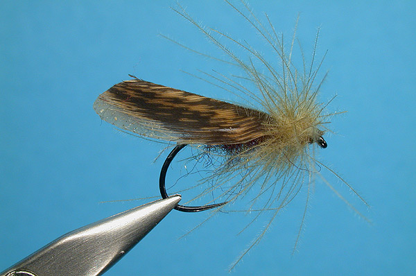 Scotch Wing Sedge