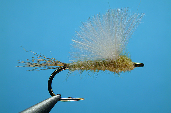 Stuck Shuck Mayfly